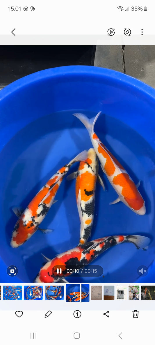 Mix af Showa og Kohaku 55cm