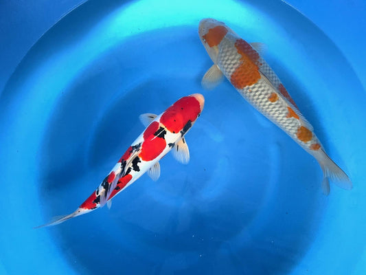 WHQ D.Sanke & Ochiba