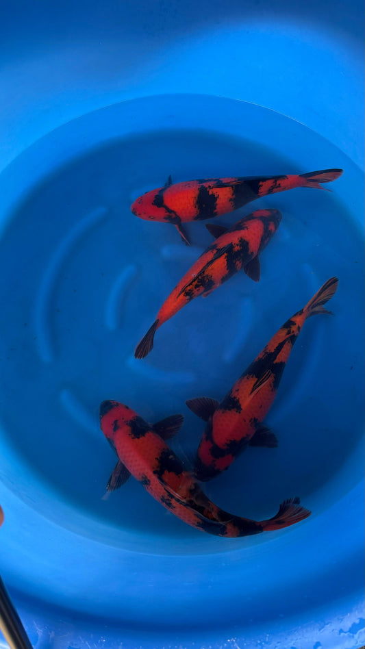 VHQ Hi Utsuri 47-50cm