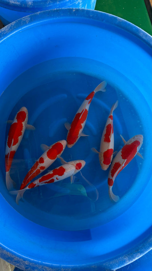 Balje med Kohaku 45-50cm