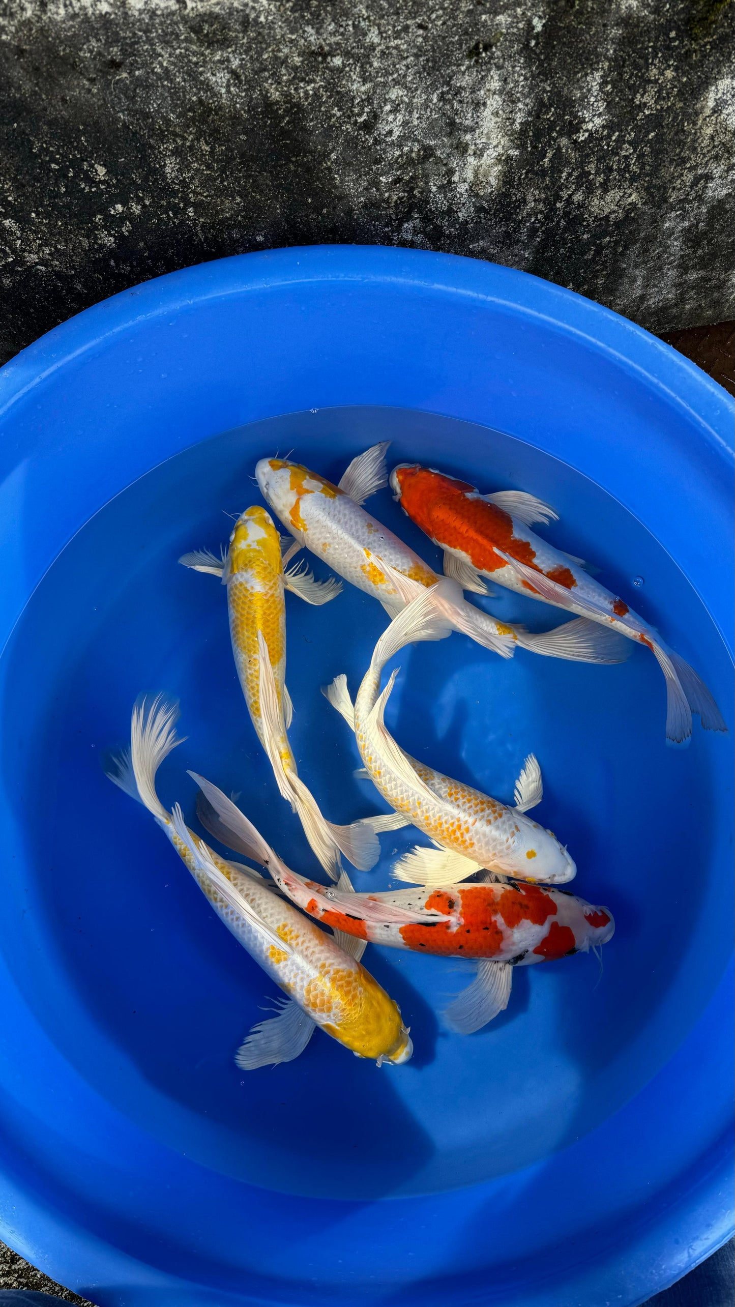 Sommerfugle koi 50cm