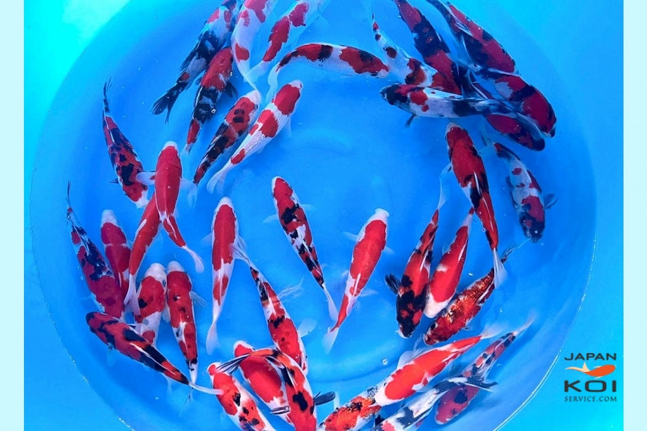 Med import fra Japan 2025 LÆS MERE HER