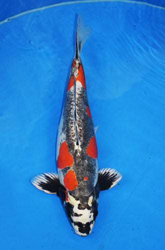 D.Kikokoryu  Show Koi