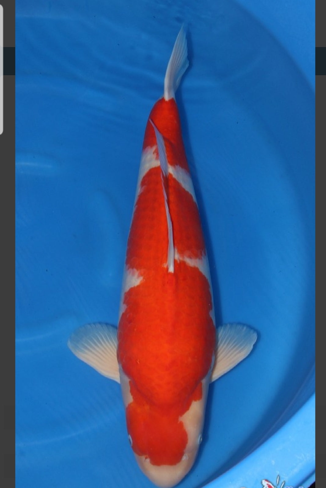 VHQ Kohaku 55 cm