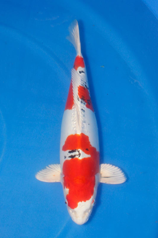 Show kvalitet Doitsu Yamatonishiki 52cm